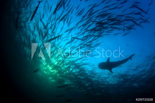 Picture of Whale Shark and school of Chevron Barracuda fish 